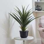 Smart Garden Spiky Sisal Indoor Plant