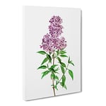 Persian Lilac Flowers By Pierre Joseph Redoute Vintage Canvas Wall Art Print Ready to Hang, Framed Picture for Living Room Bedroom Home Office Décor, 24x16 Inch (60x40 cm)