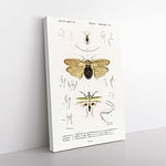 Big Box Art Insect of Illustrations PL. 1 by Charles d' Orbigny Canvas Wall Art Print Ready to Hang Picture, 76 x 50 cm (30 x 20 Inch), White, Gold, Grey