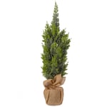 Mr Plant, Cypress i kruka 65 cm