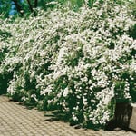 Omnia Garden Buske Bukettspirea 50-80 cm Spirea Vanhouttei cm, 100 st 101065-100