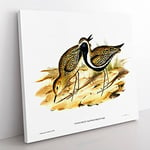 Australian Golden Plover Bird by Elizabeth Gould Vintage Canvas Wall Art Print Ready to Hang, Framed Picture for Living Room Bedroom Home Office Décor, 50x50 cm (20x20 Inch)