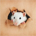 Carte voeux 3d curious mouse