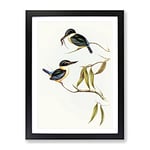 Sacred Halcyon Kingfishers By Elizabeth Gould Vintage Framed Wall Art Print, Ready to Hang Picture for Living Room Bedroom Home Office Décor, Black A2 (64 x 46 cm)