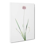 Mouse Garlic Flower By Pierre Joseph Redoute Vintage Canvas Wall Art Print Ready to Hang, Framed Picture for Living Room Bedroom Home Office Décor, 24x16 Inch (60x40 cm)