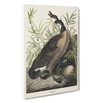 Big Box Art Canada Goose by John James Audubon Canvas Wall Art Framed Picture Print, 30 x 20 Inch (76 x 50 cm), White, Green, Brown, Black, Green