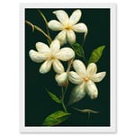 Jasmine Flower Blooms Realism Painting With Black Artwork Framed Wall Art Print A4
