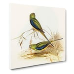Blue banded Grass Parakeets by Elizabeth Gould Vintage Canvas Wall Art Print Ready to Hang, Framed Picture for Living Room Bedroom Home Office Décor, 20x20 Inch (50x50 cm)