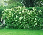 Smultronschersmin 'Mont Blanc' 30-50 cm 10-p