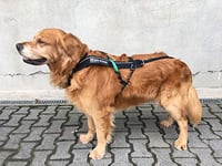 Dog Copenhagen Non-Stop Harnais de Canicross Free Motion Taille T10