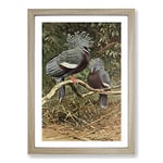 Big Box Art Vintage W Kuhnert Victoria Crowned Pigeon Framed Wall Art Picture Print Ready to Hang, Oak A2 (62 x 45 cm)