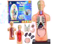 Jokomisiada Pedagogisk Anatomisk Modell Body Of Man + Organ 11Ele Za5200