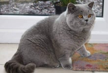 Paint by Numbers for Adults Kids British Shorthair Cat DIY Oil Painting Digital Painting by Numbers Kits on Canvas Decoration Gift