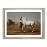 Big Box Art Jacques-Laurent Agasse The Wellesley Grey Arabian Framed Wall Art Picture Print Ready to Hang, Oak A2 (62 x 45 cm)