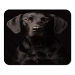 Mousepad Computer Notepad Office Dog Low Key Style Portrait of Curious Adopted Black Labrador Retriever with Pet Home School Game Player Computer Worker Inch