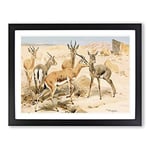 W Kuhnert Dorcas Gazelle Vintage Framed Wall Art Print, Ready to Hang Picture for Living Room Bedroom Home Office Décor, Black A4 (34 x 25 cm)