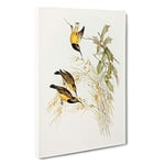 Australian Sunbirds by Elizabeth Gould Canvas Print for Living Room Bedroom Home Office Décor, Wall Art Picture Ready to Hang, 30 x 20 Inch (76 x 50 cm)