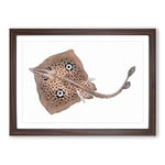 Big Box Art Brown Ray by Edward Donovan Framed Wall Art Picture Print Ready to Hang, Walnut A2 (62 x 45 cm)