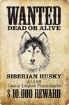 Schatzmix Plaque Murale en métal Wanted Dead Or Alive Husky 20 x 30 cm