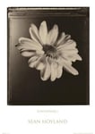 Empire 13880 Flowers-Sunflower Sepia, 61 x 91,5 cm
