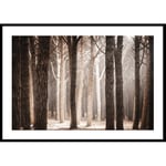 Gallerix Poster Pinewood Forest 21x30 4704-21x30