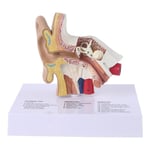 1,5 gånger naturlig storlek Mänskligt öra Modell Vetenskaplig anatomi Undervisningsmaterial Anatomisk studie Display Professionell