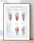 Affisch anatomi - Muskler i foten pedis