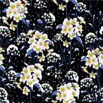 SNÖBLOMMA SVART
