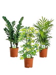 Indoor Plant Mix - 3 Plants - House / Office Live Potted Pot Plant Tree (Mix A)