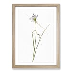 Big Box Art Keeled Garlic Flowers by Pierre-Joseph Redoute Framed Wall Art Picture Print Ready to Hang, Oak A2 (62 x 45 cm)