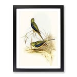 Blue Banded Grass Parakeet Birds By Elizabeth Gould Vintage Framed Wall Art Print, Ready to Hang Picture for Living Room Bedroom Home Office Décor, Black A3 (34 x 46 cm)