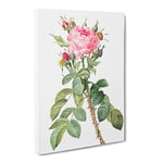 Pink Roses In Bloom By Pierre Joseph Redoute Vintage Canvas Wall Art Print Ready to Hang, Framed Picture for Living Room Bedroom Home Office Décor, 24x16 Inch (60x40 cm)