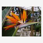 Papegojblomma, Strelitzia