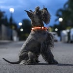Petlux LED-halsband för hund / husdjur