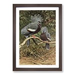 Big Box Art Vintage W Kuhnert Victoria Crowned Pigeon Framed Wall Art Picture Print Ready to Hang, Walnut A2 (62 x 45 cm)