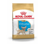RC Chihuahua Puppy 2 x 1,5kg