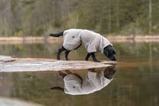 Non-stop Dogwear Drying Hundtäcke Sand 40-70
