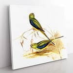 Blue banded Grass Parakeets by Elizabeth Gould Vintage Canvas Wall Art Print Ready to Hang, Framed Picture for Living Room Bedroom Home Office Décor, 50x50 cm (20x20 Inch)