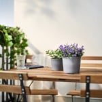 IKEA IKEA CAMPANULA PORTENSCHLAGIANA krukväxt, murklocka, 10.5 cm, cm 10.5 cm