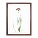 Rosy Garlic Flowers By Pierre Joseph Redoute Vintage Framed Wall Art Print, Ready to Hang Picture for Living Room Bedroom Home Office Décor, Walnut A2 (64 x 46 cm)