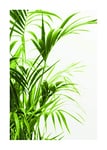 Komar P062-50 x 70 cm - Impression murale avec feuilles de roseau - Décoration pour salon, chambre à coucher - Sans cadre - Dimensions : 50 x 70 cm (largeur x hauteur)