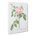 The Pale Pink Roses By Pierre Joseph Redoute Vintage Canvas Wall Art Print Ready to Hang, Framed Picture for Living Room Bedroom Home Office Décor, 24x16 Inch (60x40 cm)