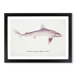 Big Box Art Illustration of a Requiem Shark by F.E. Clarke Framed Wall Art Picture Print Ready to Hang, Black A2 (62 x 45 cm)