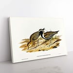 Big Box Art Australian Golden Plover by Elizabeth Gould Canvas Wall Art Print Ready to Hang Picture, 76 x 50 cm (30 x 20 Inch), White, Gold, Cream, Blue