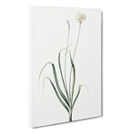 Big Box Art Hairy Garlic Flowers by Pierre-Joseph Redoute Canvas Wall Art Framed Picture Print, 30 x 20 Inch (76 x 50 cm), White, Grey, Green