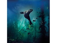 Museums & Galleries Karnet Kwadrat Z Kopertą Galapagos Sea Lion