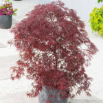 @plant Prydnadsträd Flikbladig Japansk Lönn @Plant Inaba-Shidare Acer palmatum 'Inaba-shidare', sol.60-70 co/kl