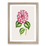 Big Box Art Pink Queen Victoria Camellia Illustration Framed Wall Art Picture Print Ready to Hang, Oak A2 (62 x 45 cm)