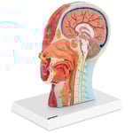 physa Andrahandssortering Huvud och hals - Anatomisk modell Mediansnitt Originalstorlek