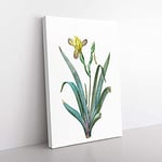 Big Box Art Hungarian Iris Flowers by Pierre-Joseph Redoute Canvas Wall Art Print Ready to Hang Picture, 76 x 50 cm (30 x 20 Inch), White, Beige, Green